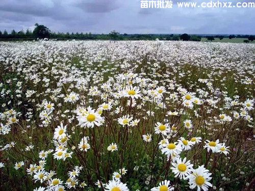 花海项目花卉品种选择有哪些?