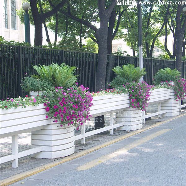 花坛的常用花卉品种有哪些?