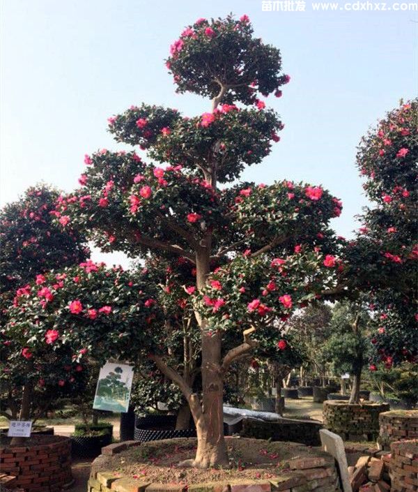 茶梅基地实拍图片 茶梅基地实拍图片