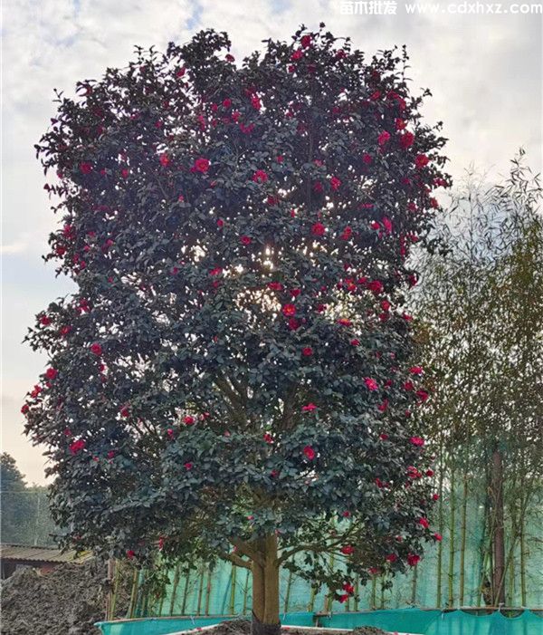 茶梅基地实拍图片 茶梅基地实拍图片