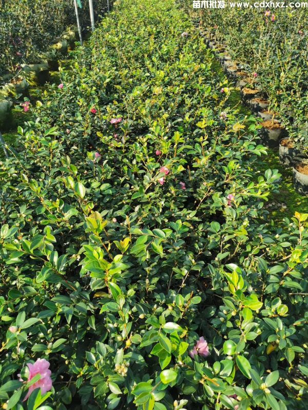 茶梅基地实拍图片 茶梅基地实拍图片