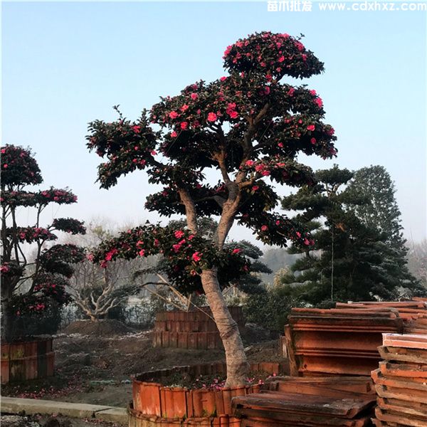 茶梅基地实拍图片 茶梅基地实拍图片