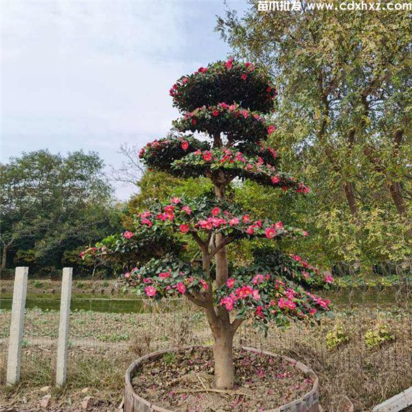 茶梅基地实拍图片 茶梅基地实拍图片