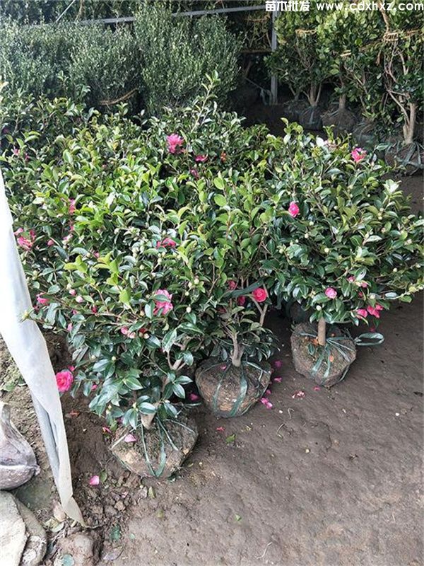 茶梅基地实拍图片 茶梅基地实拍图片