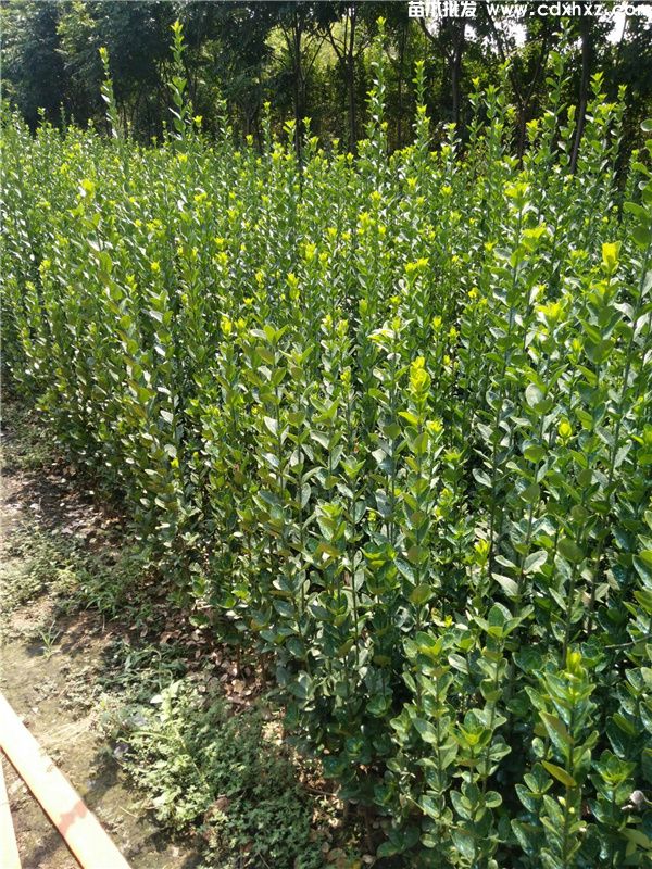 北海道黄杨(图4) 北海道黄杨(图4)