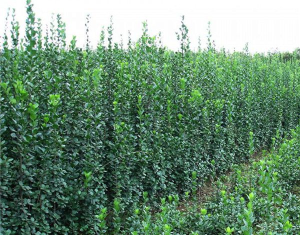 北海道黄杨(图5) 北海道黄杨(图5)