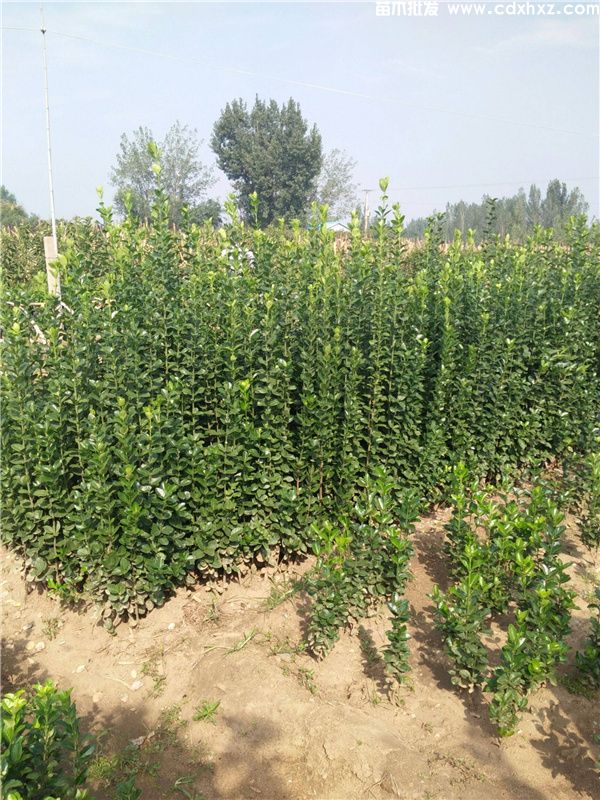 北海道黄杨(图7) 北海道黄杨(图7)