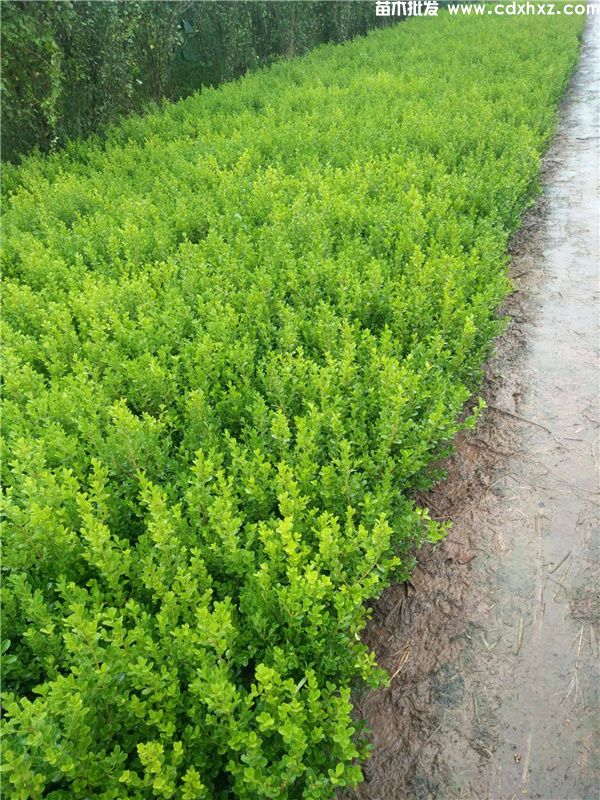 北海道黄杨(图6) 北海道黄杨(图6)