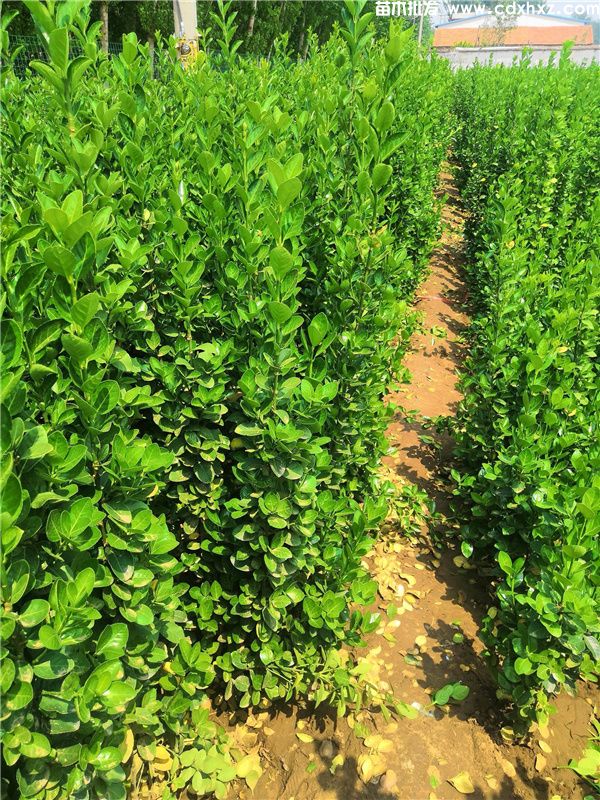 北海道黄杨(图3) 北海道黄杨(图3)