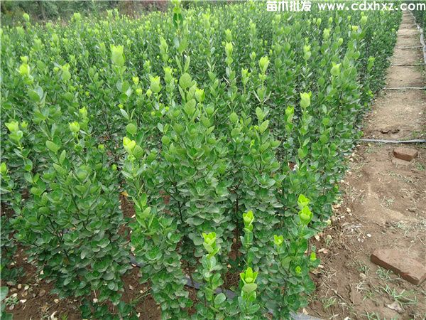 北海道黄杨(图2) 北海道黄杨(图2)
