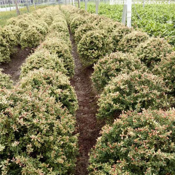 小丑火棘(图4) 小丑火棘(图4)