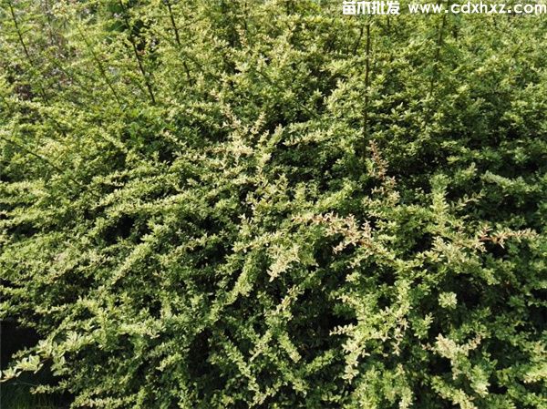 小丑火棘(图6) 小丑火棘(图6)