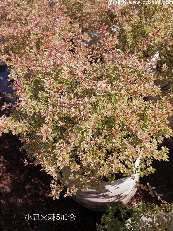 小丑火棘(图7) 小丑火棘(图7)