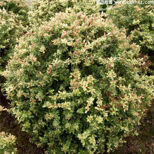 小丑火棘(图2) 小丑火棘(图2)