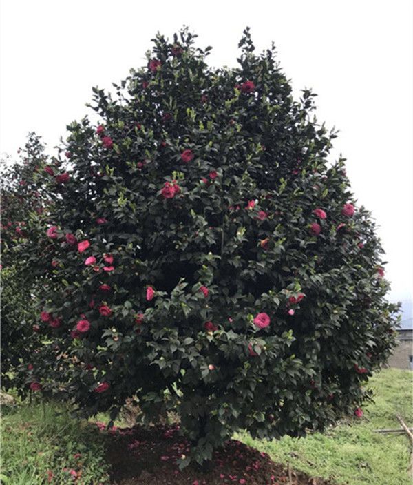 山茶花(图5) 山茶花(图5)