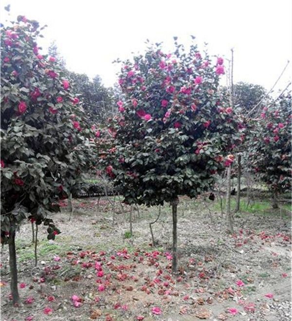 山茶花(图3) 山茶花(图3)