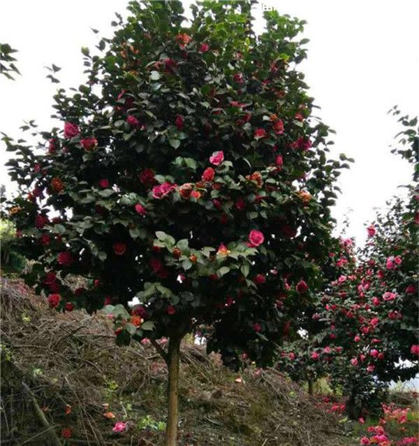 山茶花(图4) 山茶花(图4)