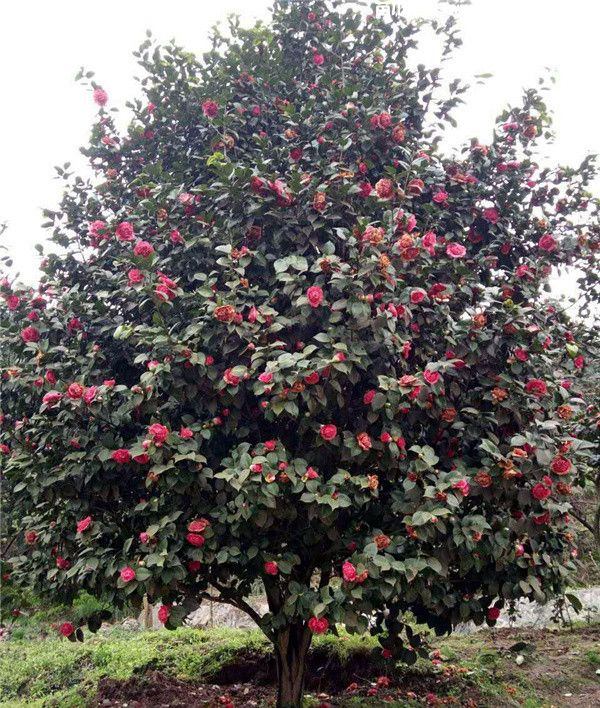 山茶花(图6) 山茶花(图6)