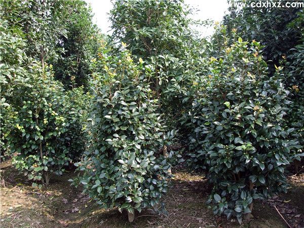 山茶花(图7) 山茶花(图7)