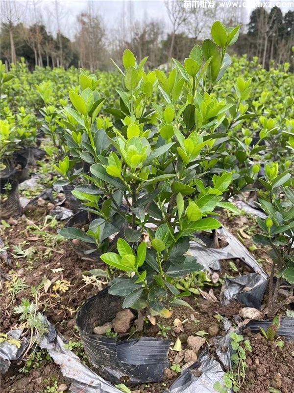 万年青(图11) 万年青(图11)