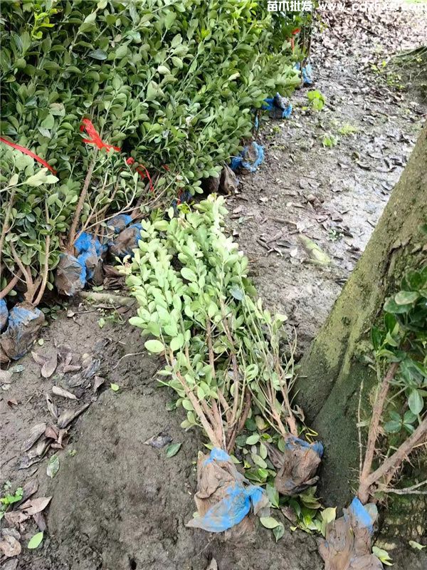 万年青(图10) 万年青(图10)