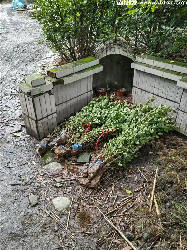 万年青(图9) 万年青(图9)