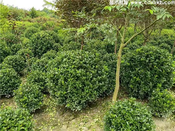 万年青(图7) 万年青(图7)