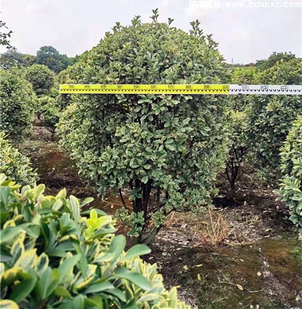 万年青(图5) 万年青(图5)