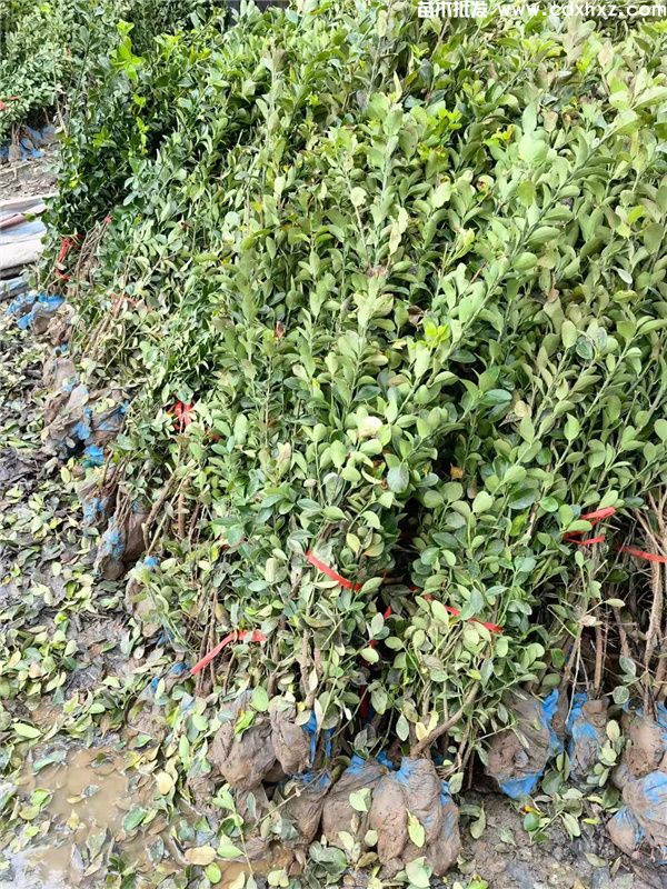 万年青(图2) 万年青(图2)