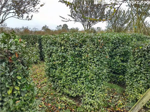 万年青(图6) 万年青(图6)