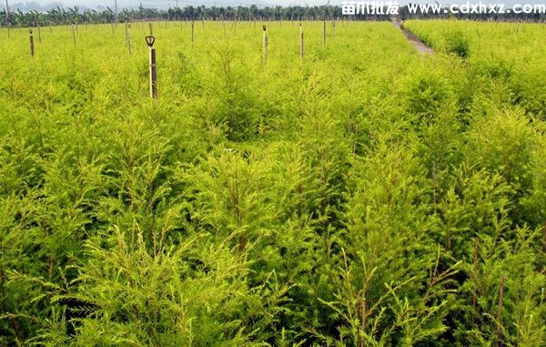 千层金(图1) 千层金(图1)