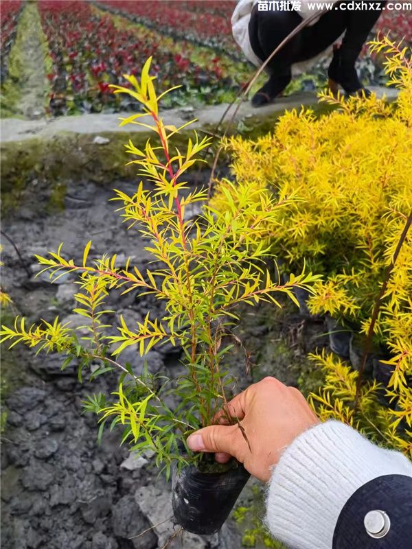 千层金(图3) 千层金(图3)