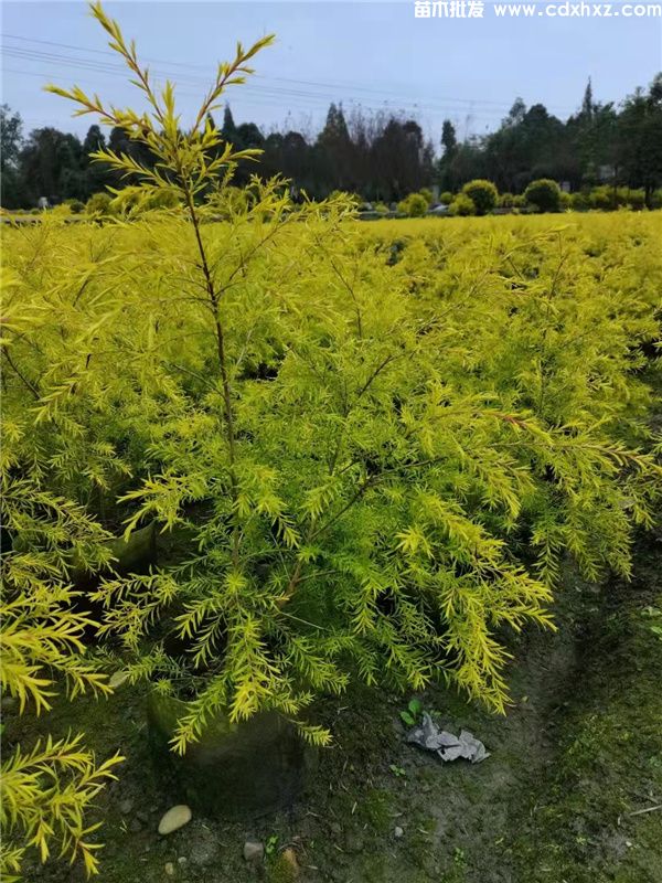 千层金(图6) 千层金(图6)