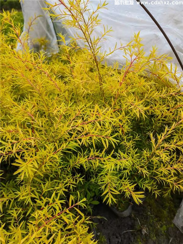 千层金(图2) 千层金(图2)