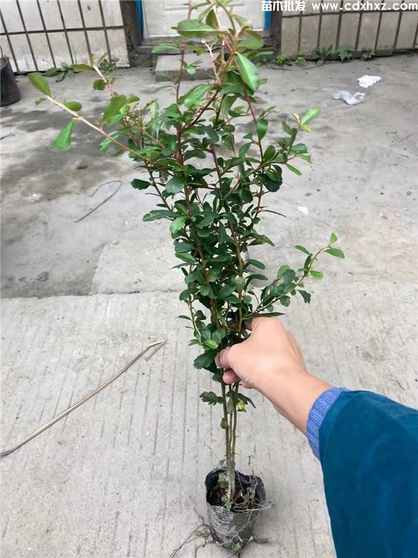 火棘(图3) 火棘(图3)