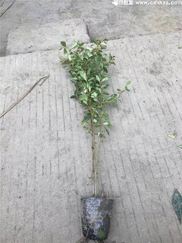 火棘(图4) 火棘(图4)