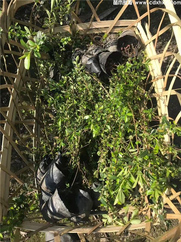 火棘(图2) 火棘(图2)