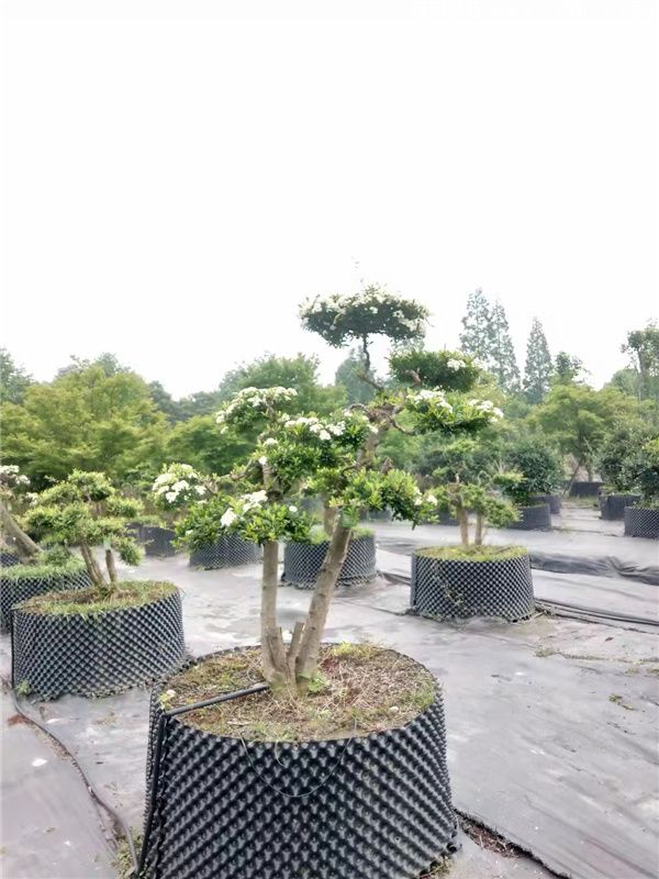 火棘(图6) 火棘(图6)