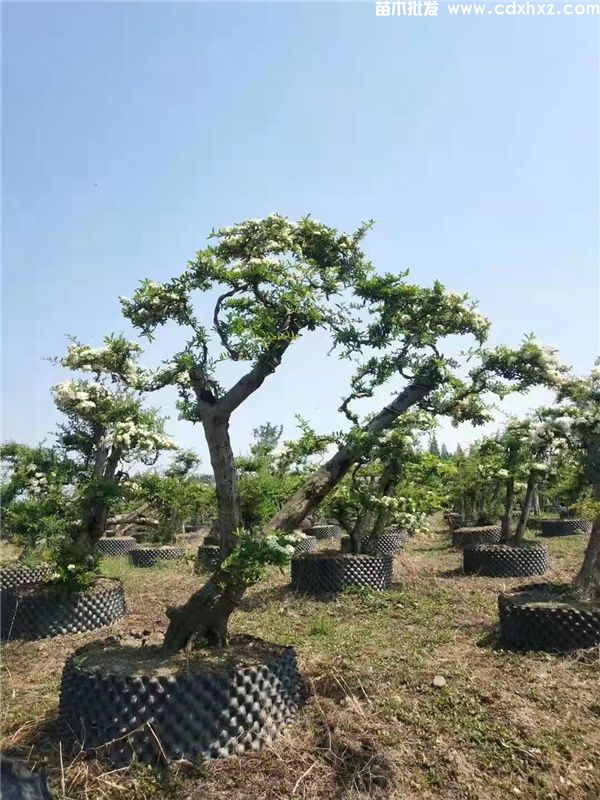 火棘(图5) 火棘(图5)