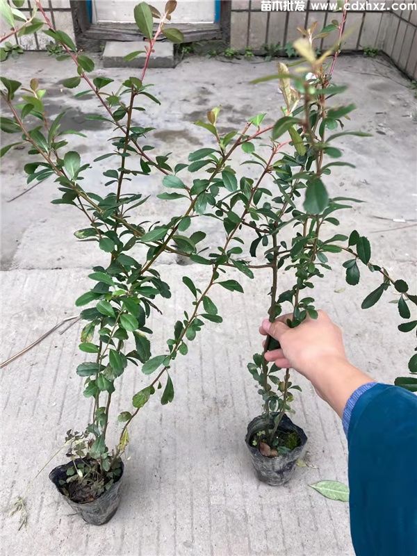 火棘(图8) 火棘(图8)