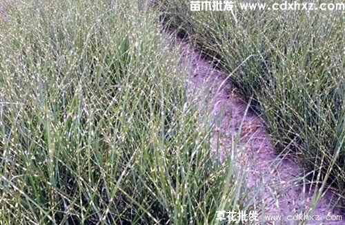 农村路边草花植物有哪些? 农村路边草花植物有哪些?