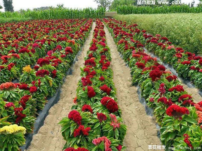 鸡冠花图片 鸡冠花图片