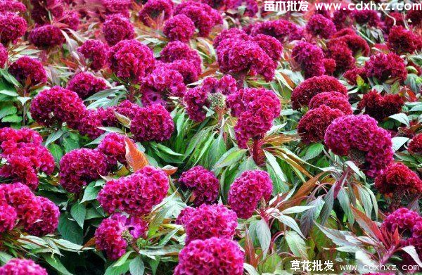 鸡冠花图片 鸡冠花图片