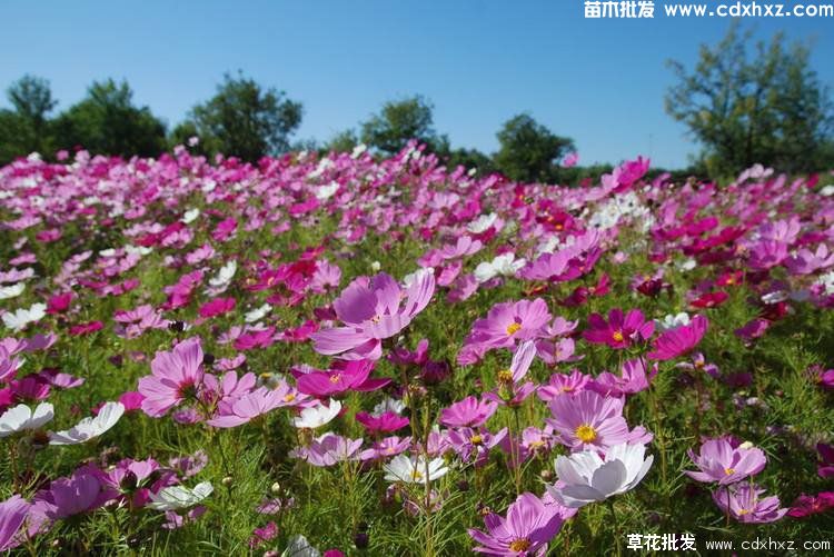 波斯菊图片 波斯菊图片