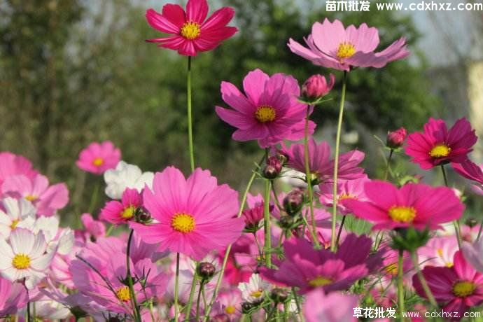 波斯菊图片 波斯菊图片