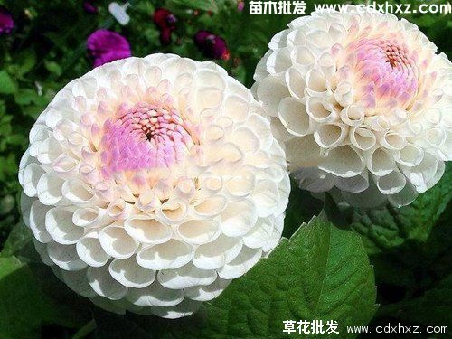 大丽花图片 大丽花图片