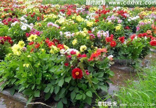 大丽花图片 大丽花图片