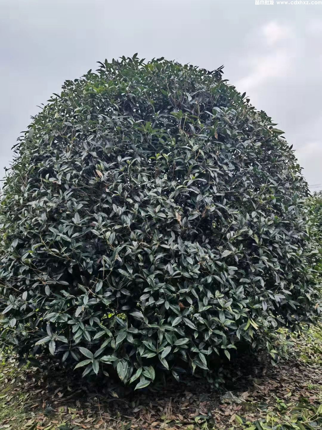 笼桂是什么桂花品种? 笼桂是什么桂花品种?