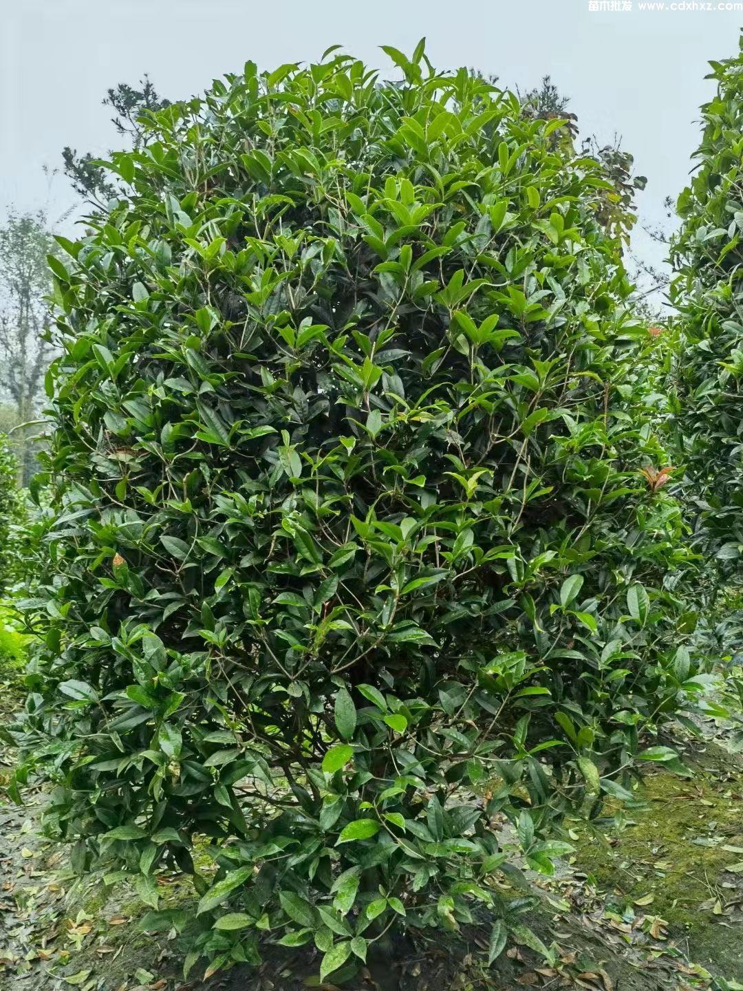 笼桂是什么桂花品种? 笼桂是什么桂花品种?