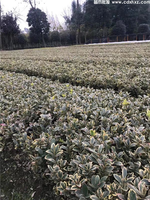 金边黄杨基地实拍图片 金边黄杨基地实拍图片